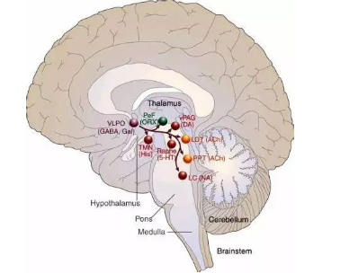 睡觉时还能记单词，不再只是梦想？！