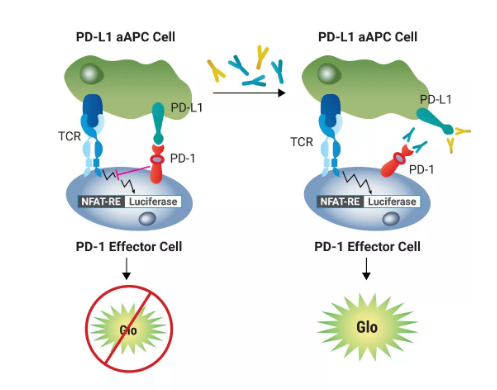 Promega Functional Bioassay性能全解析
