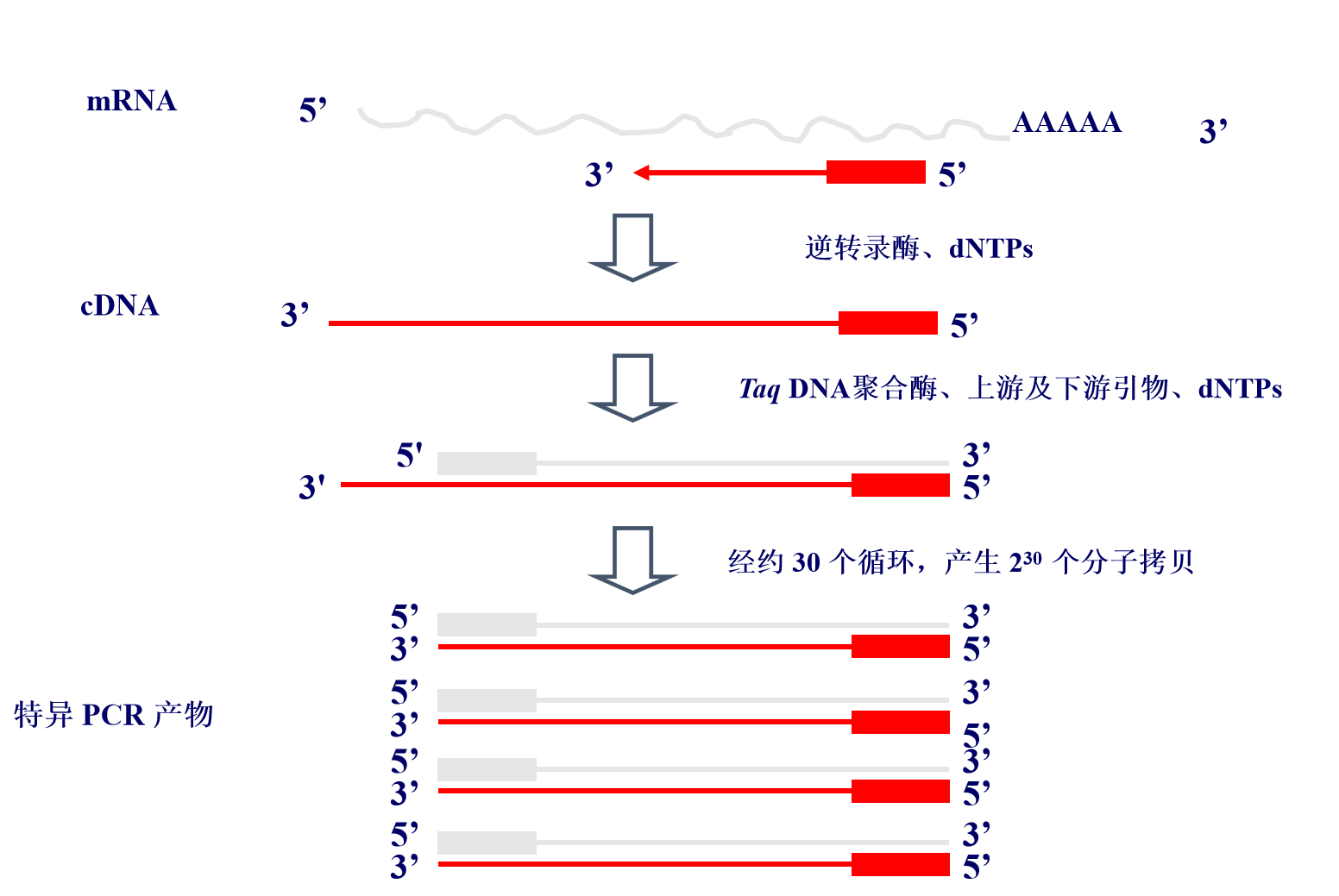 Real-time PCR 实时定量PCR技术