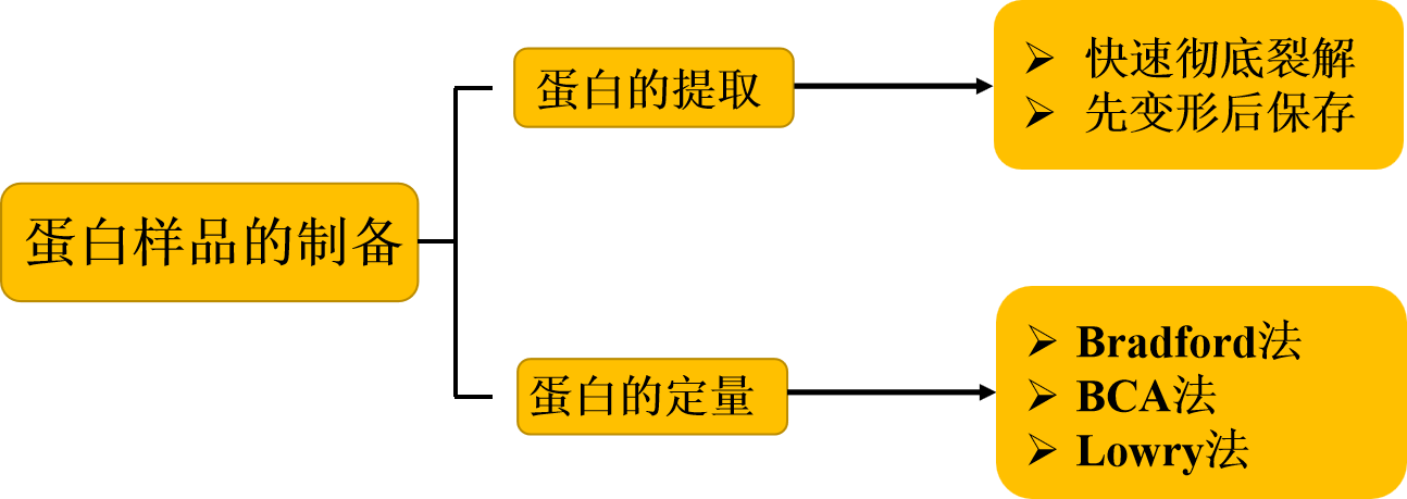 Western Blot