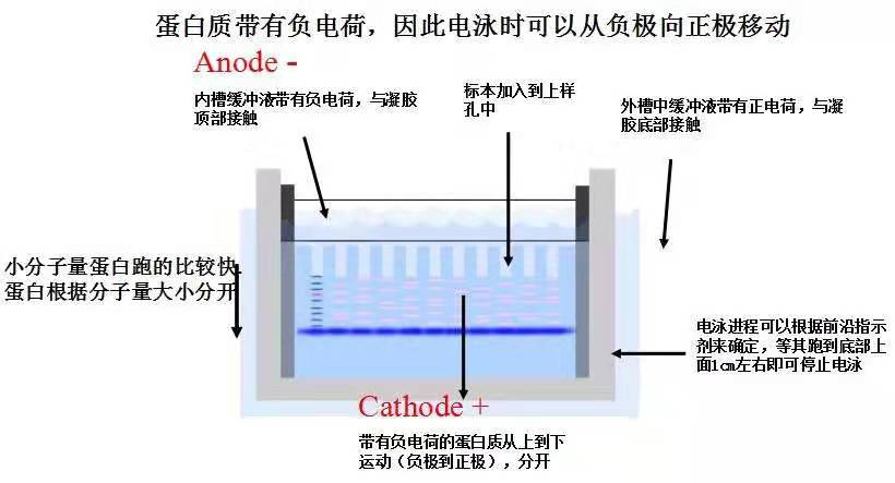 Western Blot