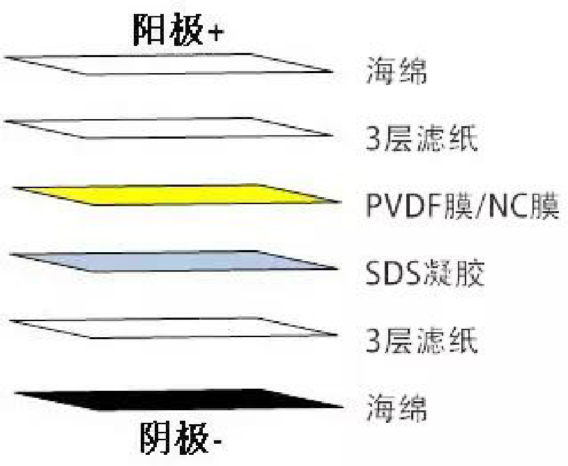 Western Blot