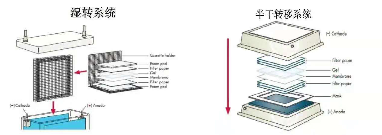 Western Blot