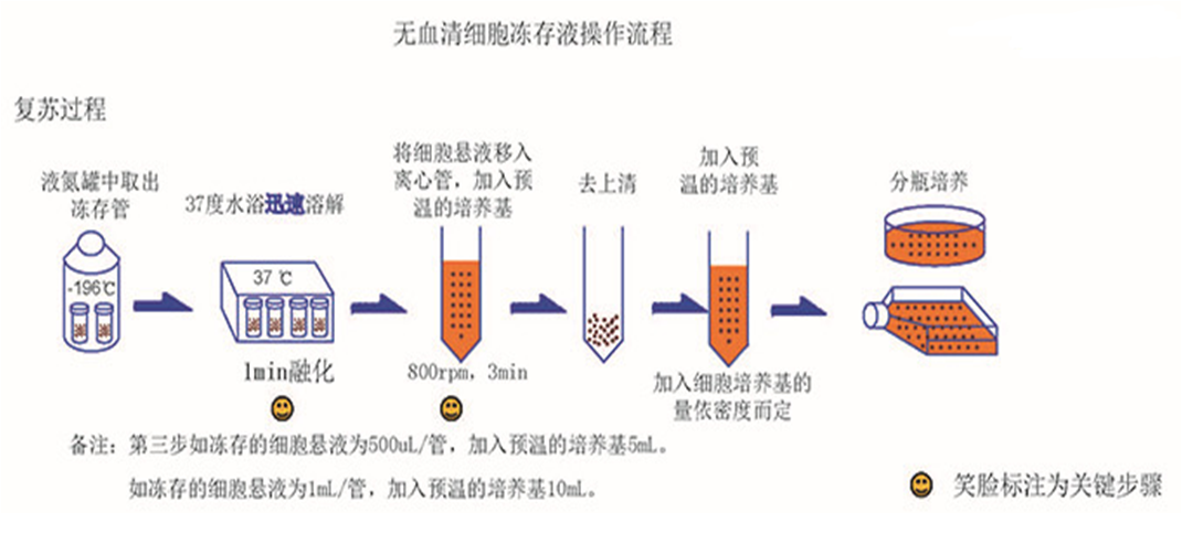 细胞培养