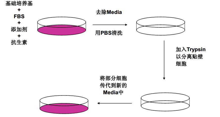 细胞培养