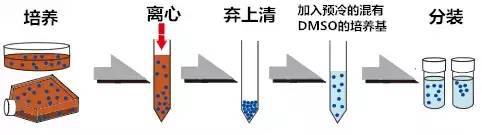 细胞培养