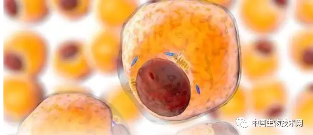 Science揭秘体重增加的“幕后”：代谢、吸脂的昼夜节律，竟然由肠道菌掌控...