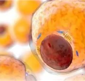 Science揭秘体重增加的“幕后”：代谢、吸脂的昼夜节律，竟然由肠道菌掌控...