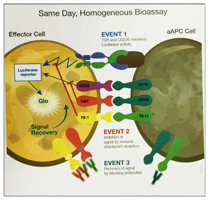 生物大分子药物开发解决方案