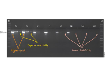 GoTaq® G2 Hot Start Polymerase M7401 M7405 M7406 M7408