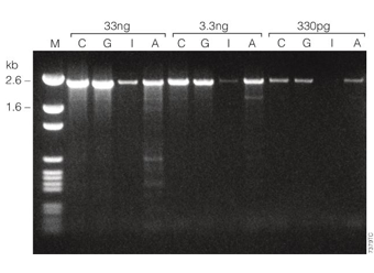 GoTaq® Hot Start Polymerase M5001 M5005 M5006 M5008
