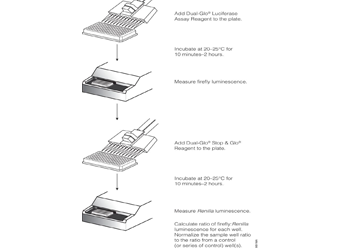 Dual-Glo® Luciferase Assay System E2920 E2940 E2980