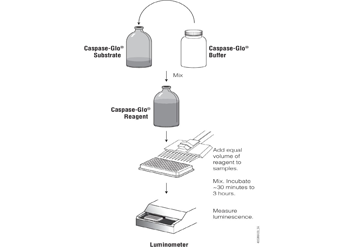 Caspase-Glo®3/7Assay G8091