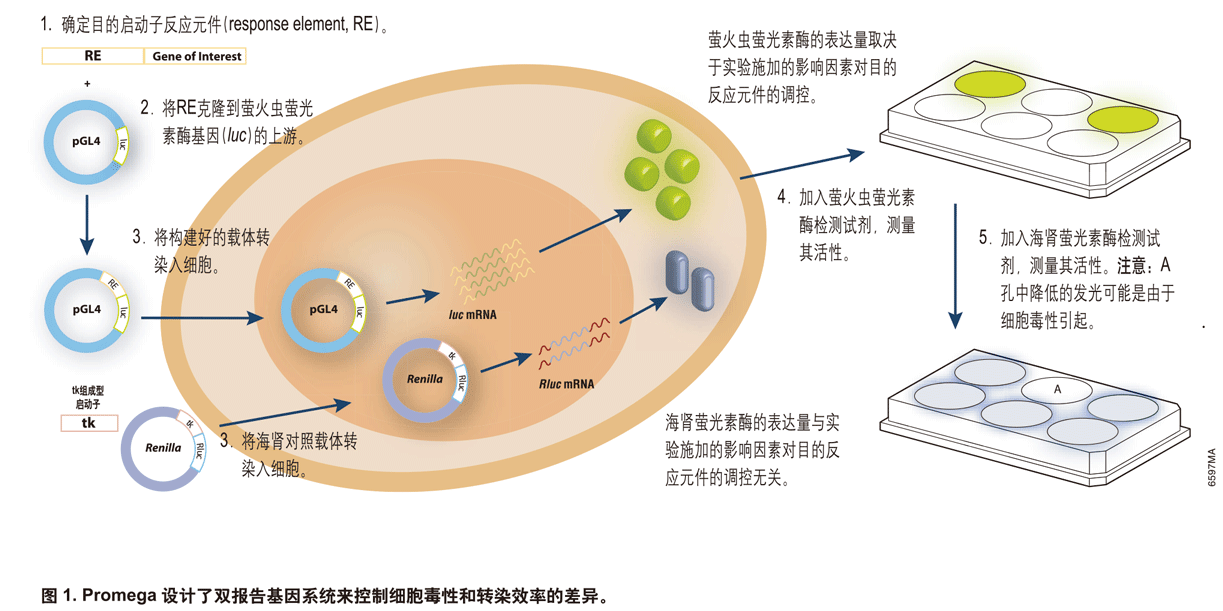 双萤光素酶报告基因检测