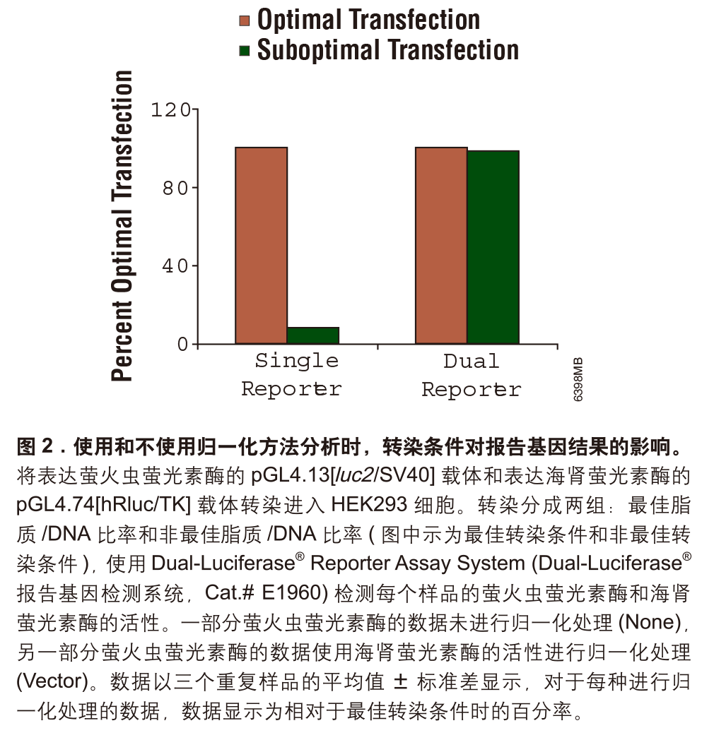 双萤光素酶报告基因检测