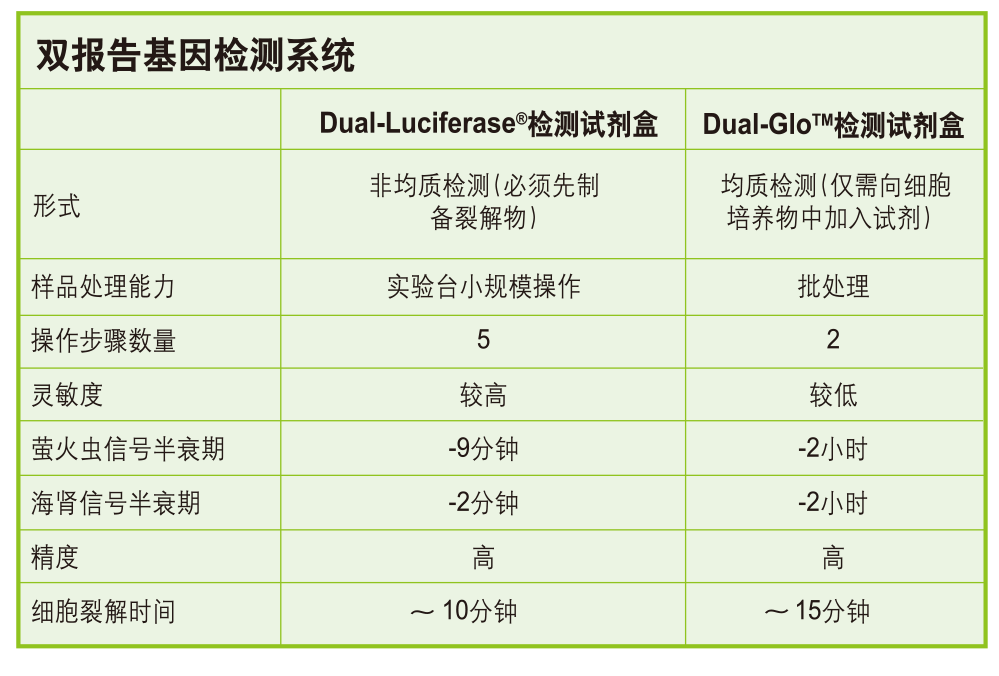 双萤光素酶报告基因检测