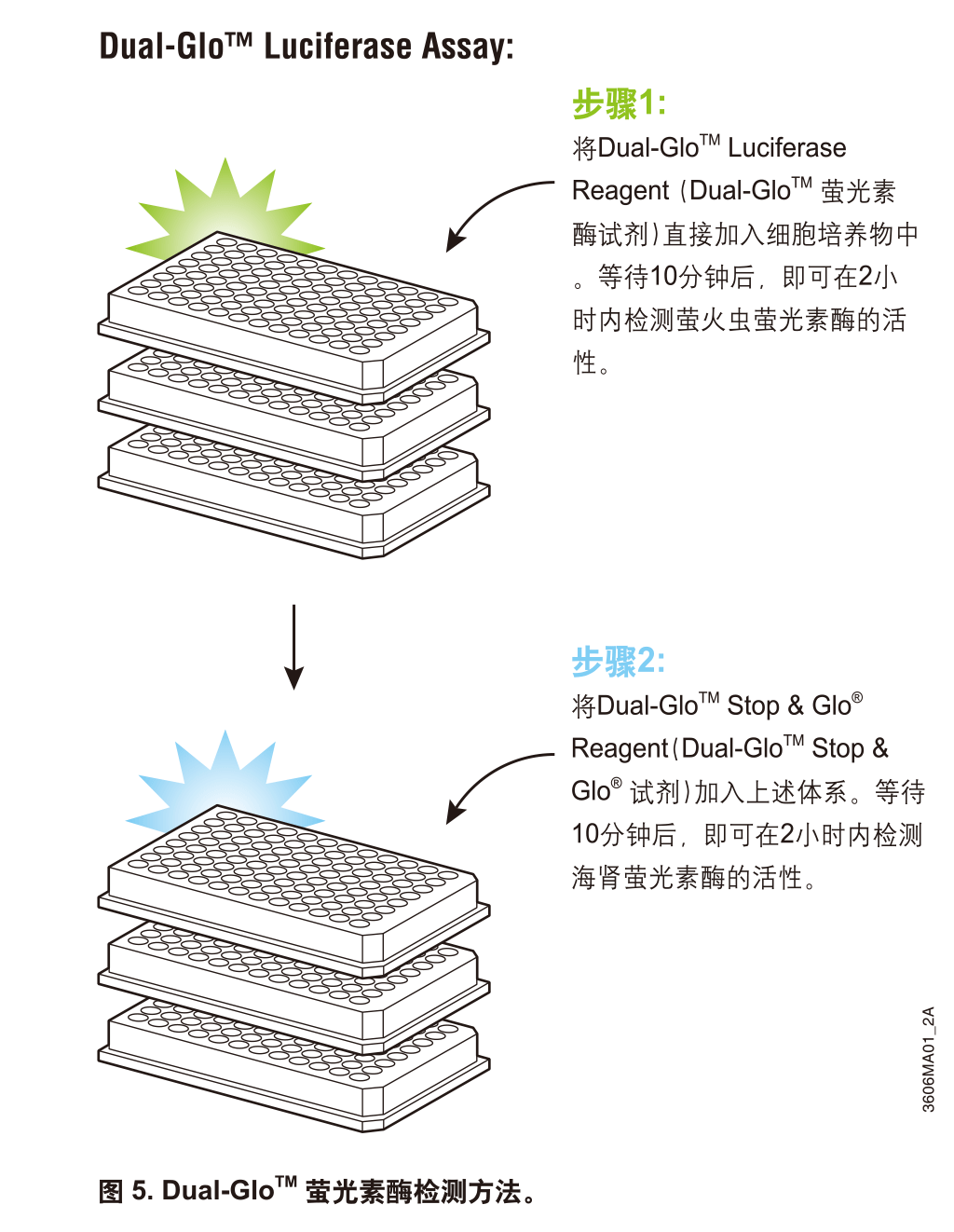 双萤光素酶报告基因检测