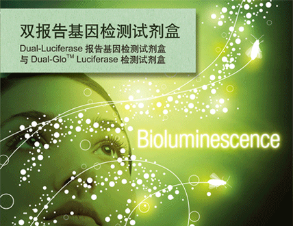 双萤光素酶报告基因检测
