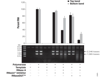 Recombinant RNasin® Ribonuclease Inhibitor N2511 N2515
