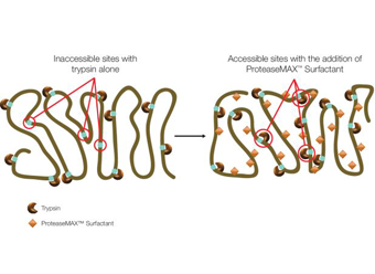 ProteaseMAX™ Surfactant, Trypsin Enhancer V2071 V2072