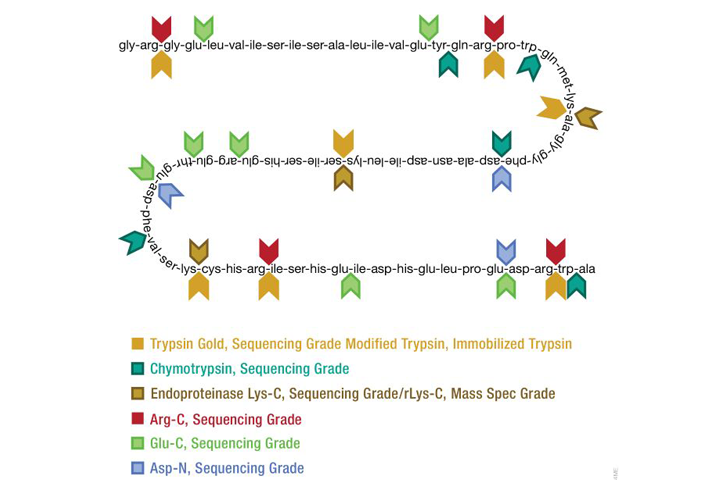 Trypsin Gold, Mass Spectrometry Grade V5280