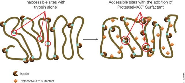 ProteaseMAX™ Surfactant, Trypsin Enhancer V2071 V2072 ProteaseMAX™ Surfactant, Trypsin Enhancer V2071 V2072