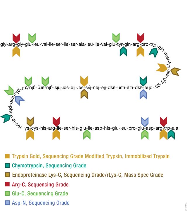 Asp-N, Sequencing Grade V1621
