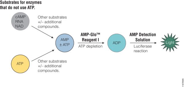 AMP-Glo™ Assay V5011 V5012 V5013 AMP-Glo™ Assay V5011 V5012 V5013