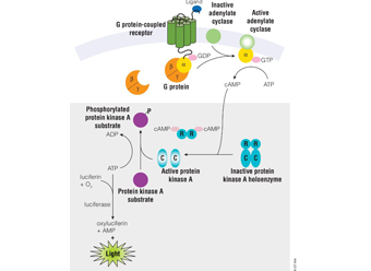 cAMP-Glo™ Max Assay V1681 V1682 V1683