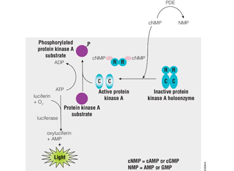 PDE-Glo™ Phosphodiesterase Assay V1361 V1362