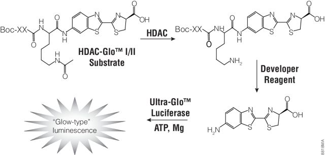 HDAC-Glo™ I/II Assays and Screening Systems