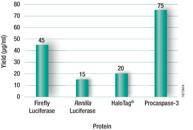 TnT® T7 Insect Cell Extract Protein Expression System