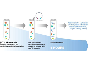 TnT® T7 Insect Cell Extract Protein Expression System