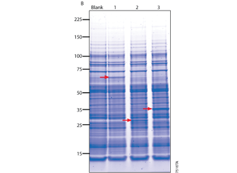 TnT® SP6 High-Yield Wheat Germ Protein Expression System L3260 L3261