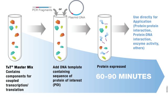 TnT® Quick Coupled Transcription/Translation System 