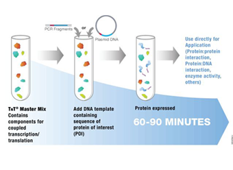 TnT® Quick Coupled Transcription/Translation System 
