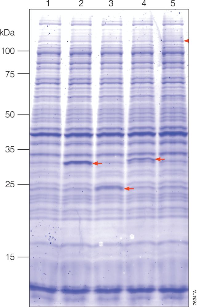 S30 T7 High-Yield Protein Expression System L1110 L1115