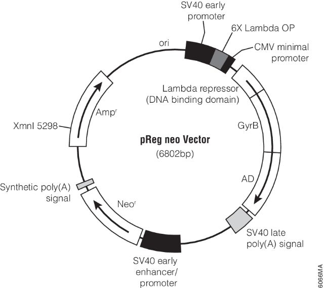 Regulated Mammalian Expression System