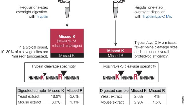 Trypsin/Lys-C Mix, Mass Spec Grade V5071 V5072 V5073