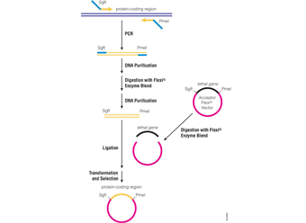 Flexi® Vector System
