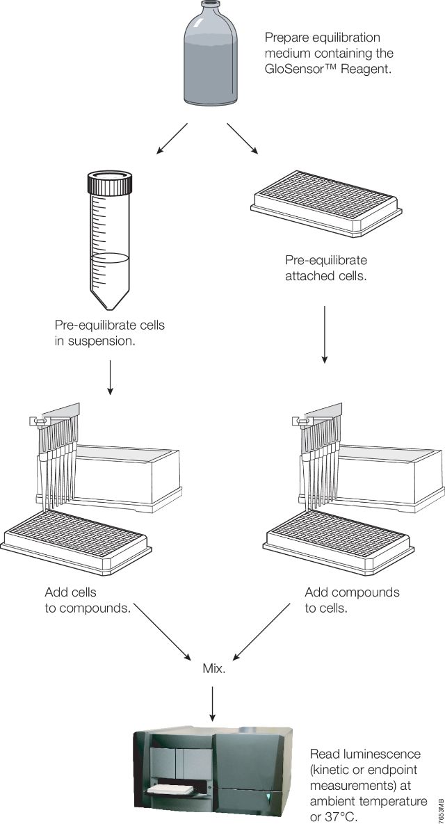 GloSensor™ cAMP Assay E1261 E2301 E1171 E1290 E1291 GloSensor™ cAMP Assay E1261 E2301 E1171 E1290 E1291