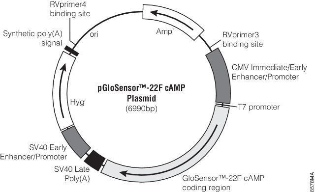 GloSensor™ cAMP Assay E1261 E2301 E1171 E1290 E1291 GloSensor™ cAMP Assay E1261 E2301 E1171 E1290 E1291