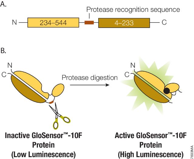 Protease-Glo™ Assay G9451