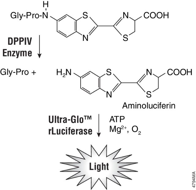DPPIV-Glo™ Protease Assay G8350 G8351