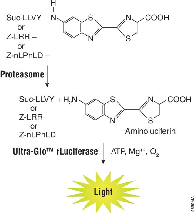 Proteasome-Glo™ Assays Proteasome-Glo™ Assays