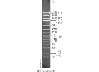 ΦX174 DNA/HinfI Dephosphorylated Markers E3511