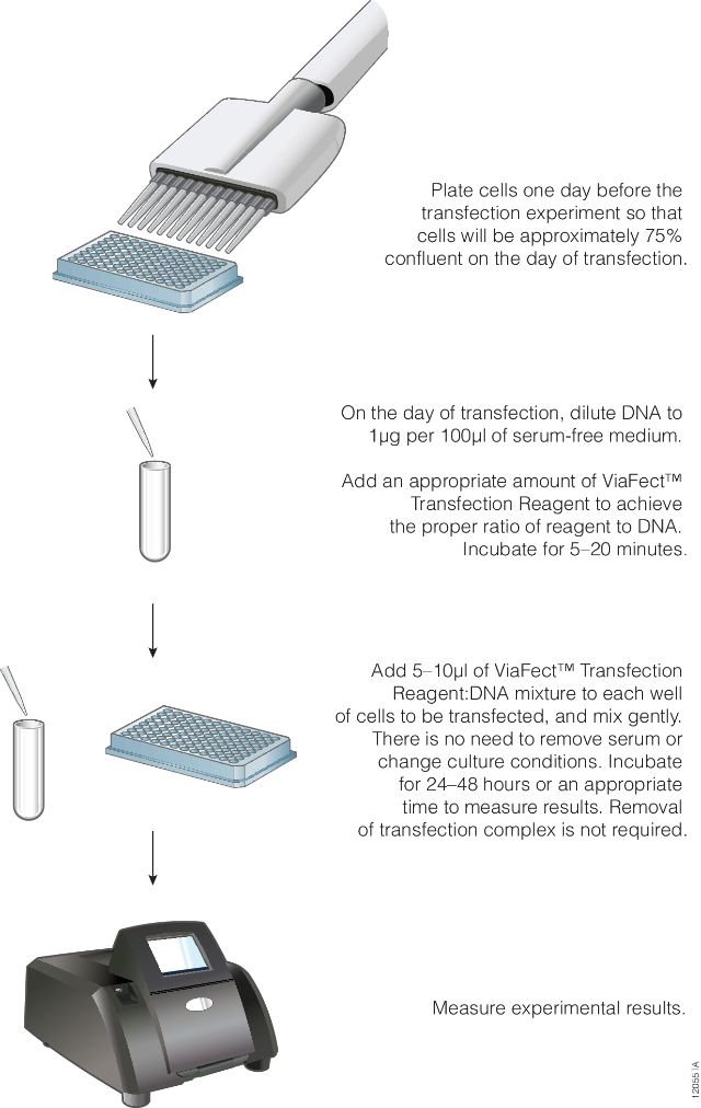 ViaFect™ Transfection Reagent E4981 E4982 ViaFect™ Transfection Reagent E4981 E4982