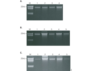 Maxwell® 16 Cell DNA Purification Kit 