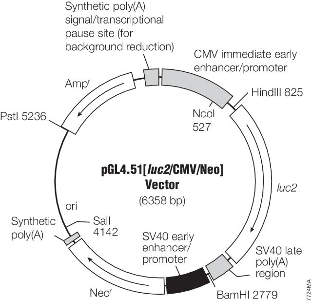 pGL4 in vivo Imaging Vectors E1310 E1320 pGL4 in vivo Imaging Vectors E1310 E1320