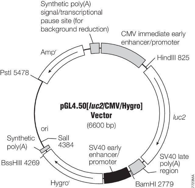 pGL4 in vivo Imaging Vectors E1310 E1320 pGL4 in vivo Imaging Vectors E1310 E1320
